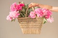 Boho girl holding pink peonies in straw basket. Stylish hipster woman in bohemian floral dress gathering peony flowers on white