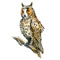 Boho, Great Horned owl bird on branch isolated, watercolor illustration