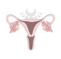 Boho illustration of a female uterus, vagina and blooming ovaries with phases of the moon. Magic illustration, sacred