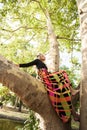 Boho girl in long colorful dress sit on tree in park summer day