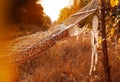 Boho style, hammock in spikelet background at sunset. Lightness and simplicity. Royalty Free Stock Photo