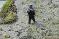 bohol, philippines, circa february 2023 - farmer set new rice plants in a muddy meadow