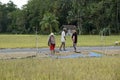 bohol, philippines, circa february 2023 - local people harvesting rice