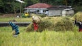 bohol, philippines, circa february 2023 - local people harvesting rice