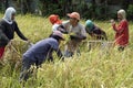 bohol, philippines, circa february 2023 - local people harvesting rice