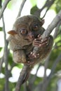 Bohol tarsier monkey philippines