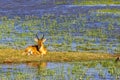 Bohor Reedbuck antelope in Amboseli National Park