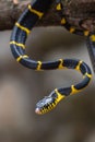 Boiga dendrophylia close up