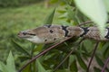 Boiga cynodon, commonly known as the dog-toothed cat snake