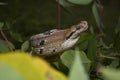 Boiga cynodon, commonly known as the dog-toothed cat snake