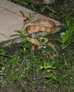 a boiga cynodon snake that entered the yard