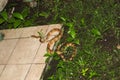 A Boiga Cynodon snake that entered the yard of the house Royalty Free Stock Photo