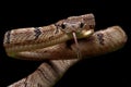 Boiga cynodon snake isolated on isolated background