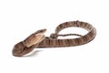 Boiga cynodon snake isolated on white background