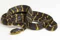 Boiga dendrophila, commonly called the mangrove snake or gold-ringed cat snake