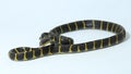 Boiga dendrophila, commonly called the mangrove snake or gold-ringed cat snake on white background