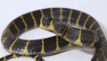 Boiga dendrophila, commonly called the mangrove snake or gold-ringed cat snake on white background