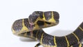 Boiga dendrophila, commonly called the mangrove snake or gold-ringed cat snake on white background