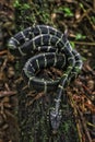 Boiga dendrophila in the jungle exploring photography