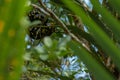 Boiga dendrophila, mangrove snake or gold-ringed cat snake curl