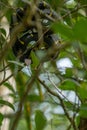 Boiga dendrophila, mangrove snake or gold-ringed cat snake curl