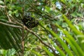 Boiga dendrophila, mangrove snake or gold-ringed cat snake curl