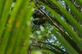 Boiga dendrophila, mangrove snake or gold-ringed cat snake curl