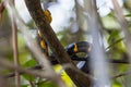 Boiga dendrophila snake in Mangroves, Malaysia