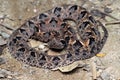 Boiga multo maculata snake closeup on branch