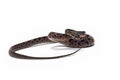 Boiga multo maculata snake closeup on white background