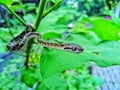 Boiga multomaculata is a species of colubrid snake Royalty Free Stock Photo