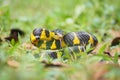 Boiga snake dendrophila yellow ringed, animal closeup, animal attack