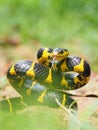 Boiga snake dendrophila yellow ringed, animal closeup, animal attack