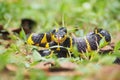 Boiga snake dendrophila yellow ringed, animal closeup, animal attack