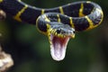 Boiga snake dendrophila yellow ringed, Head of Boiga dendrophila, animal closeup