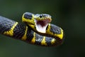 Boiga snake dendrophila yellow ringed on wood