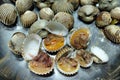 Boiled blood clam on the silver plate