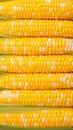 Boiled corn close up Rows of fresh golden yellow corn kernels Royalty Free Stock Photo