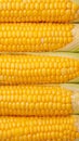 Boiled corn close up Rows of fresh golden yellow corn kernels Royalty Free Stock Photo