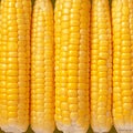 Boiled corn close up Rows of fresh golden yellow corn kernels Royalty Free Stock Photo