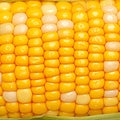 Boiled corn close up Rows of fresh golden yellow corn kernels Royalty Free Stock Photo
