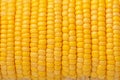Boiled corn close up Rows of fresh golden yellow corn kernels Royalty Free Stock Photo