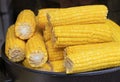 Boiled corn on the cob. Hot freshly cooked corn. Cereal crops concept Royalty Free Stock Photo