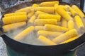 Boiled corn on the cob Royalty Free Stock Photo