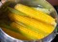 Boiled corn on the cob, saucepan with boiling water, close-up Royalty Free Stock Photo