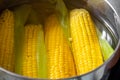 Boiled corn on the cob, saucepan with boiling water, close-up Royalty Free Stock Photo
