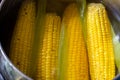 Boiled corn on the cob, saucepan with boiling water, close-up Royalty Free Stock Photo
