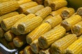 Boiled corn on cobs at the market stall Royalty Free Stock Photo