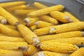 Boiled corn cobs