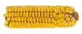 boiled corn isolated on white background. Royalty Free Stock Photo